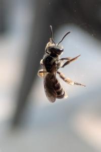 <i>Lasioglossum</i>