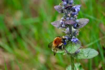 <i>Bombus</i>