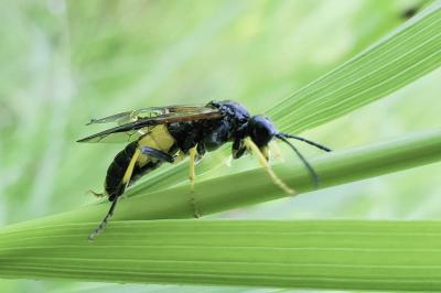 <i>Tenthredo temula</i>