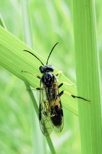 <i>Tenthredo temula</i>