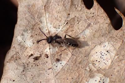 <i>Andrena</i>