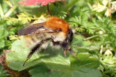 <i>Bombus sp (pascuorum/humilis/muscorum)</i>