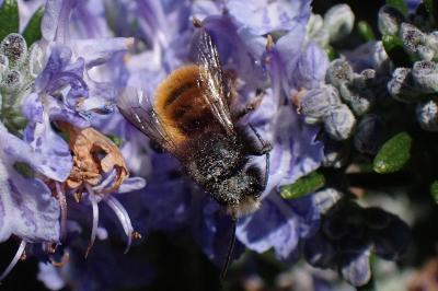 <i>Osmia cornuta</i>