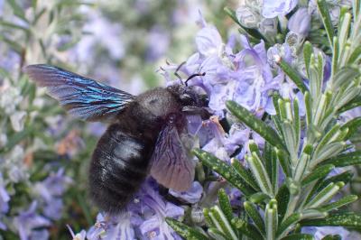 <i>Xylocopa violacea</i>