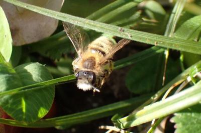 <i>Andrena</i>