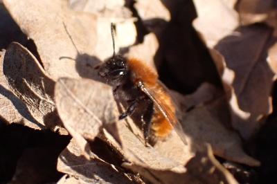 <i>Andrena fulva</i>