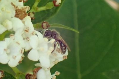 <i>Lasioglossum</i>