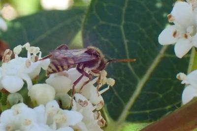 <i>Nomada</i>