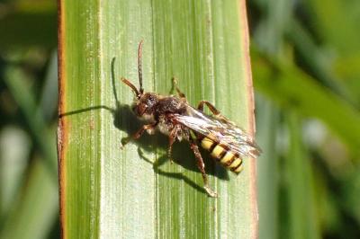 <i>Nomada</i>