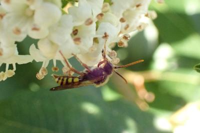 <i>Nomada</i>
