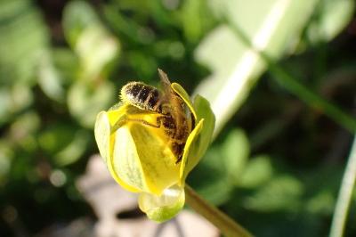 <i>Andrena chrysosceles</i>