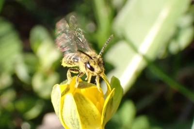 <i>Andrena chrysosceles</i>
