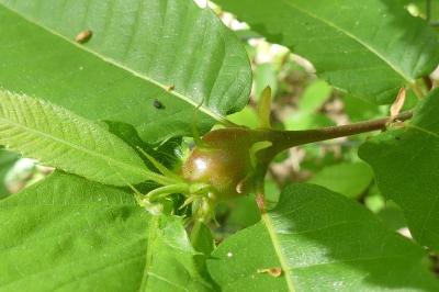 <i>Dryocosmus kuriphilus</i>