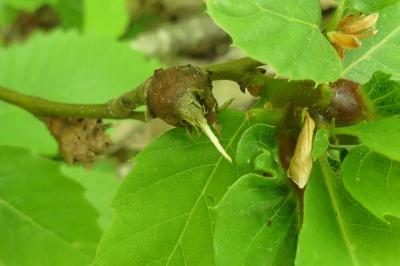 <i>Dryocosmus kuriphilus</i>