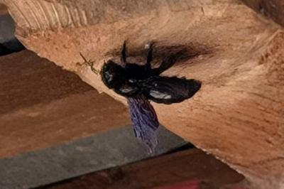 <i>Xylocopa violacea</i>