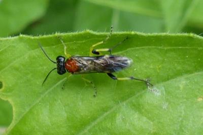 <i>Macrophya</i>