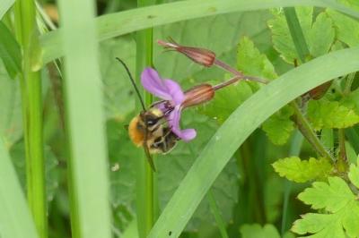 <i>Eucera</i>
