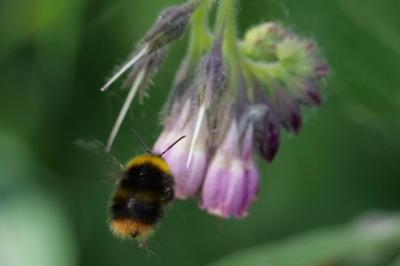 <i>Bombus pratorum</i>