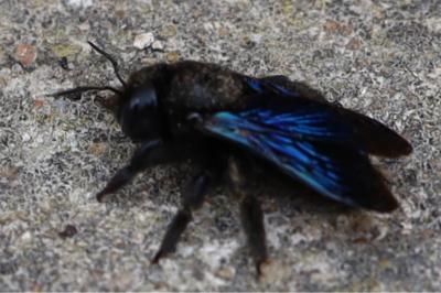 <i>Xylocopa violacea</i>