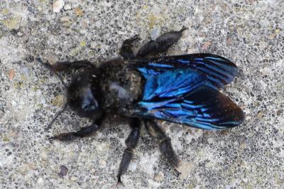 <i>Xylocopa violacea</i>