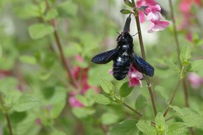 <i>Xylocopa violacea</i>