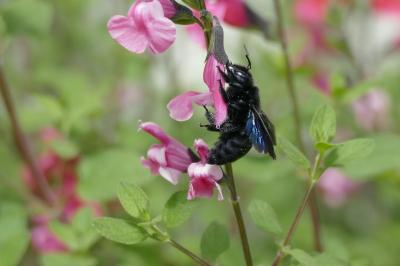 <i>Xylocopa violacea</i>