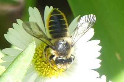 <i>Megachile</i>