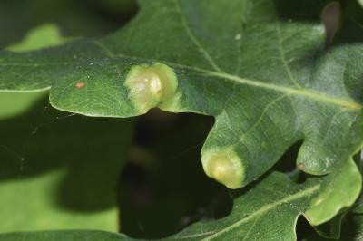 <i>Andricus curvator</i>