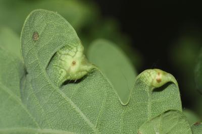 <i>Andricus curvator</i>