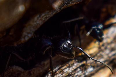 <i>Camponotus vagus</i>
