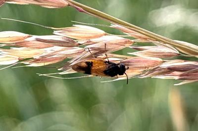 <i>Arge cyanocrocea</i>