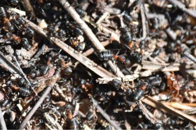 <i>Formica rufa</i>