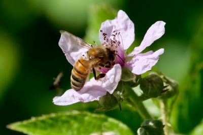 <i>Apis mellifera</i>