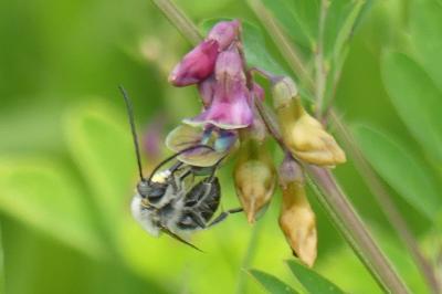<i>Eucera nigrescens</i>