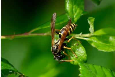 <i>Polistes dominula</i>