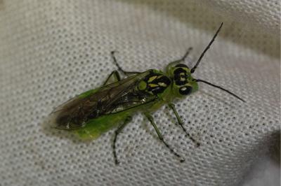 <i>Rhogogaster viridis</i>