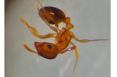 <i>Tetramorium</i>