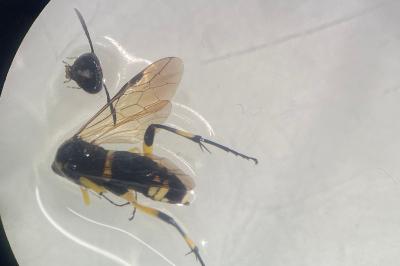 <i>Macrophya montana</i>