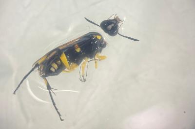 <i>Macrophya montana</i>