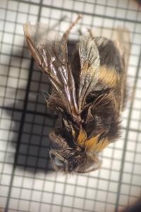 <i>Bombus terrestris</i>