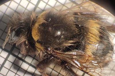 <i>Bombus terrestris</i>