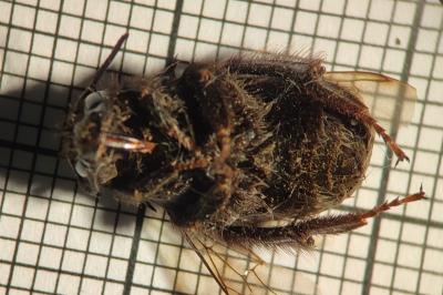 <i>Bombus terrestris</i>