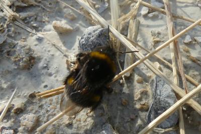 <i>Bombus sp (terrestris/lucorum/cryptarum/magnus)</i>