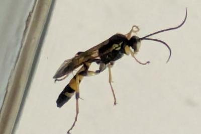 <i>Ichneumon xanthorius</i>
