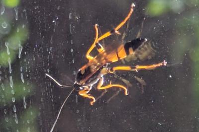 <i>Ichneumon xanthorius</i>