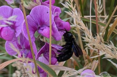 <i>Xylocopa</i>