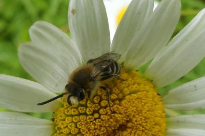 <i>Andrena</i>