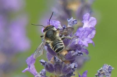 <i>Megachile</i>