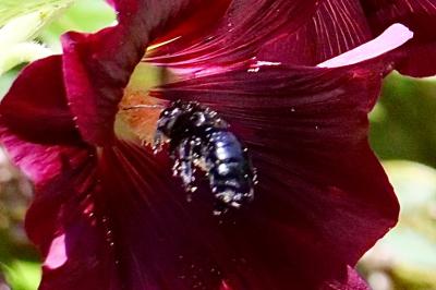 <i>Xylocopa</i>