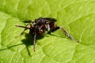 <i>Nomada</i>